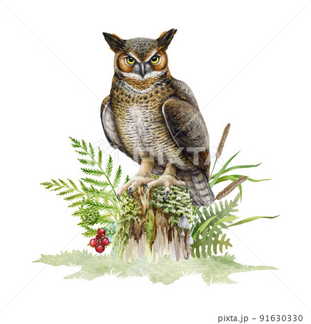 Great horned owl on mossy stamp. Watercolor illustration. Bubo virginianus North America native avian. Hand drawn realistic eagle owl in nature forest scene with fern, grass, berries 91630330