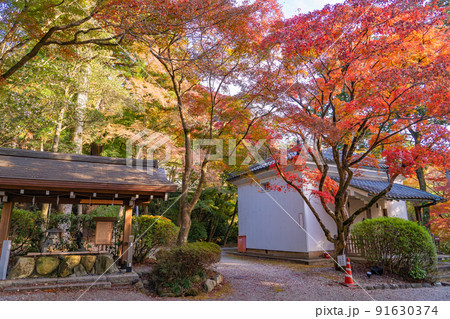 滋賀県多賀町　秋の胡宮神社の血染めのもみじと手水舎 91630374