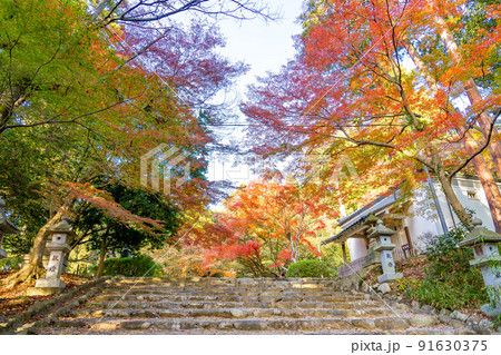 滋賀県多賀町　秋の胡宮神社の石段と紅葉 91630375