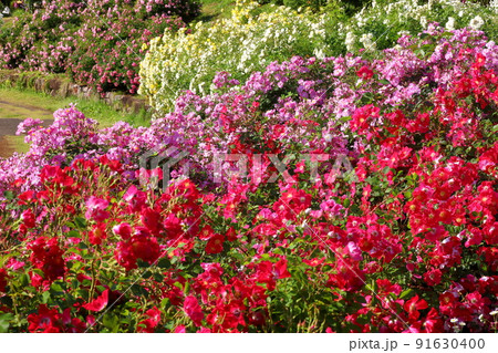 千葉県八千代市大和田新田 薔薇の名所京成バラ園の満開の春ばら 千葉県八千代市大和田新田 薔薇の名所京成バラ園の満開の春ばら 91630400