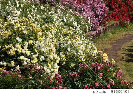 千葉県八千代市大和田新田 薔薇の名所京成バラ園の満開の春ばら 千葉県八千代市大和田新田 薔薇の名所京成バラ園の満開の春ばら 91630402