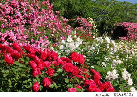 千葉県八千代市大和田新田 薔薇の名所京成バラ園の満開の春ばら 千葉県八千代市大和田新田 薔薇の名所京成バラ園の満開の春ばら 91630405