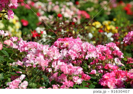 千葉県八千代市大和田新田　薔薇の名所京成バラ園の満開の春ばら 91630407