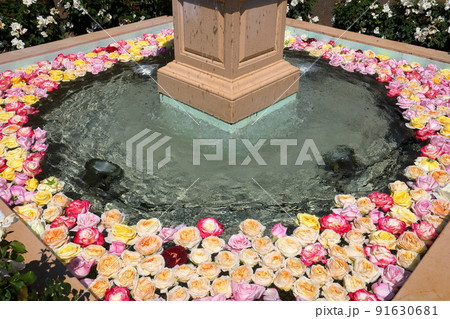 千葉県八千代市大和田新田　薔薇の名所京成バラ園の噴水のフローティングフラワー 91630681