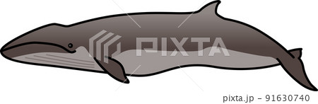 クジラ 91630740