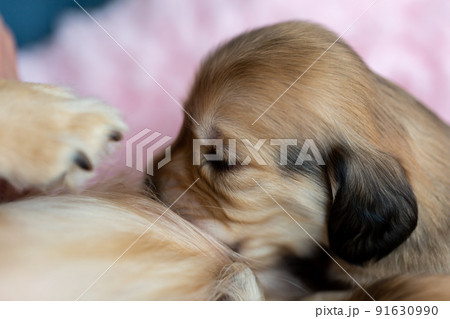 仔犬 カニンヘンダックスフンド 授乳 仔犬 カニンヘンダックスフンド 授乳 91630990