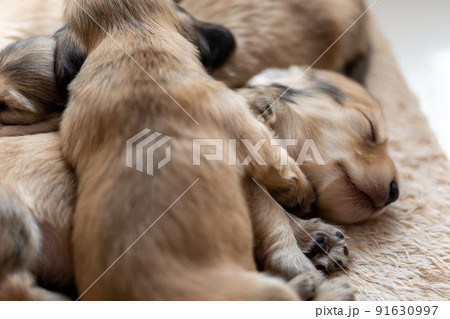 仔犬 カニンヘンダックスフンド 仔犬 カニンヘンダックスフンド 91630997