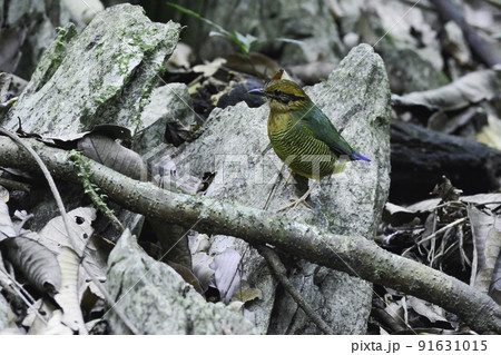 ベトナムの国立公園で見られる緑色がとても美しい小鳥、ミドリシマヤイロチョウ ベトナムの国立公園で見られる緑色がとても美しい小鳥、ミドリシマヤイロチョウ 91631015