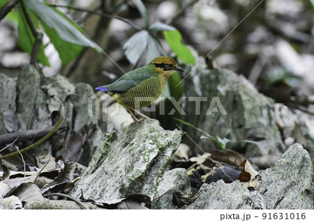 ベトナムの国立公園で見られる緑色がとても美しい小鳥、ミドリシマヤイロチョウ ベトナムの国立公園で見られる緑色がとても美しい小鳥、ミドリシマヤイロチョウ 91631016