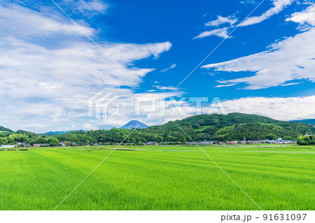 （静岡県）台風一過・夏本番・伊豆丹那の水田と夏富士 91631097