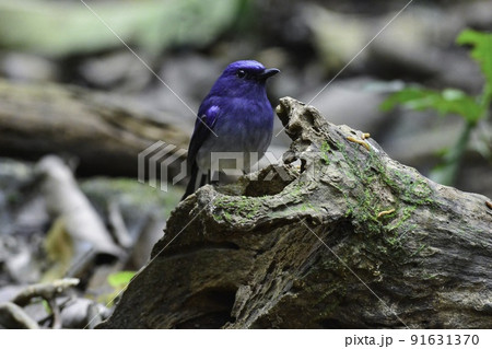 タイやベトナムの熱帯雨林に生息する青い色が美しいオジロアオヒタキ タイやベトナムの熱帯雨林に生息する青い色が美しいオジロアオヒタキ 91631370