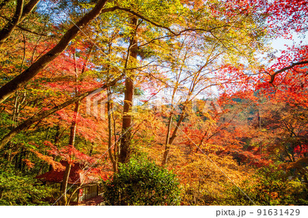 埼玉飯能の秋　紅葉の東郷公園（秩父御嶽神社） 91631429