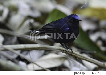 マレーシア、タイ、ベトナム等で見られる、濃紺の青が美しい小鳥コンヒタキ 91631456
