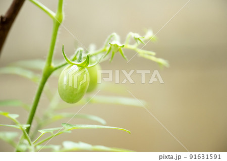 家庭菜園　収穫　庭園　ミニトマト　プランター　プチトマト　赤　農園　レンタル農園　観光農園　苗木 91631591