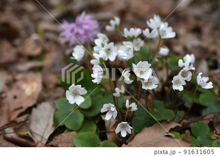 野尻高原　大学村に咲くユキワリソウ 91631605