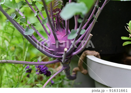 Purple kohlrabi in a flowerpot as a close up 91631661