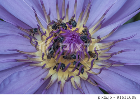 Top View of Beautiful Lotus and bees, Natural purple lotus background, Close-up of tropical lotus flower. 91631688