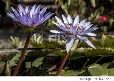 The lotus flower blooms at the pond with green leaves.on the back there is a light Purple lotus flower. 91631721