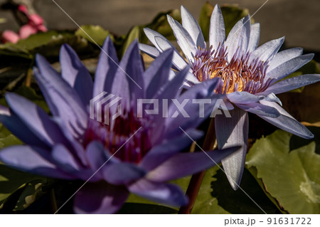 The lotus flower blooms at the pond with green leaves.on the back there is a light Purple lotus flower. 91631722