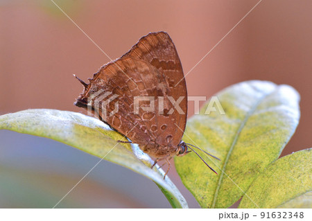 初夏から夏の雑木林で見られる美しい紫色をしたチョウ、ムラサキツバメ 初夏から夏の雑木林で見られる美しい紫色をしたチョウ、ムラサキツバメ 91632348