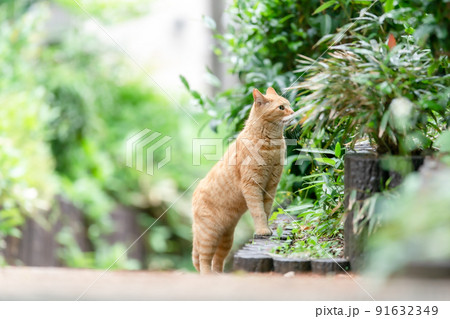 散歩する猫 新緑 茶トラ 散歩する猫 新緑 茶トラ 91632349