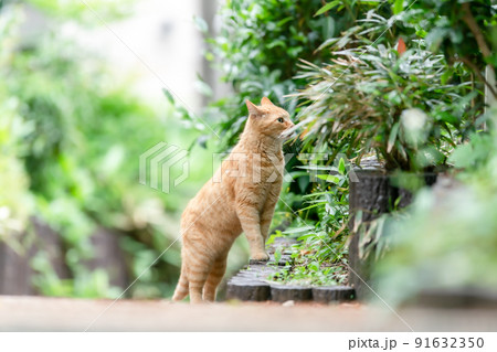 散歩する猫　新緑　茶トラ 91632350