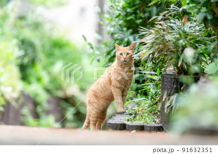 散歩する猫 新緑 茶トラ 散歩する猫 新緑 茶トラ 91632351