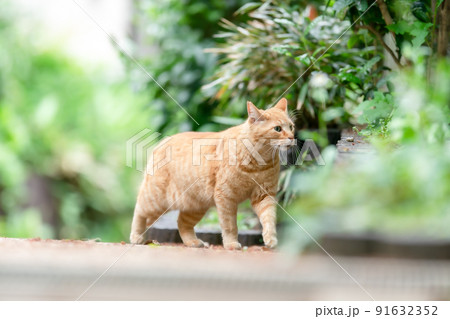 散歩する猫　新緑　茶トラ 91632352