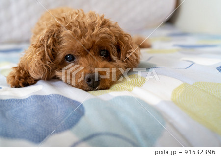 じっとこっちを見るトイプードル じっとこっちを見るトイプードル 91632396