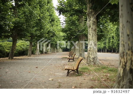 公園内の並木通りとベンチ 91632497