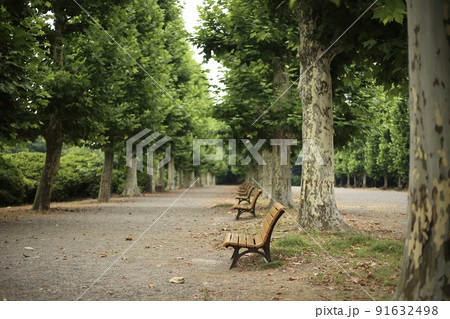 公園内の並木通りとベンチ 公園内の並木通りとベンチ 91632498