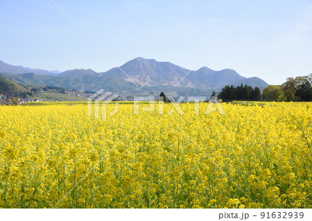 長野県飯山市にある絶景スポット　菜の花公園 91632939