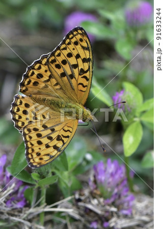 軽井沢や日光の夏休みの草原を彩るオレンジ色が鮮やかで美しいチョウ、ウラギンヒョウモン 91633244