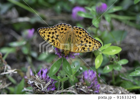 軽井沢や日光の夏休みの草原を彩るオレンジ色が鮮やかで美しいチョウ、ウラギンヒョウモン 91633245