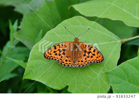 軽井沢や日光の夏休みの草原を彩るオレンジ色が鮮やかで美しいチョウ、ウラギンヒョウモン 91633247
