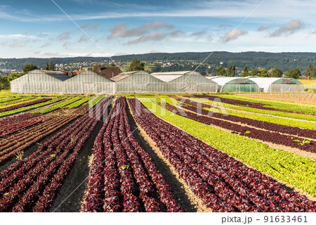Lettuce field and greenhouses on Reichenau Island, Lake Constance, Baden-Wuerttemberg, Germany 91633461