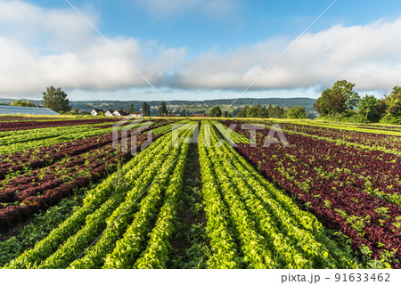 Lettuce fields on Reichenau Island, Lake Constance, Baden-Wuerttemberg, Germany 91633462