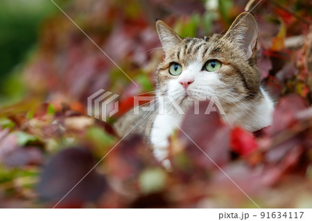 ペットの三毛猫 ペットの三毛猫 91634117