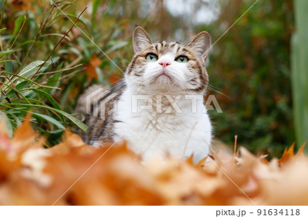 ペットの三毛猫 91634118