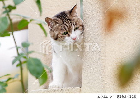 ペットの三毛猫 91634119