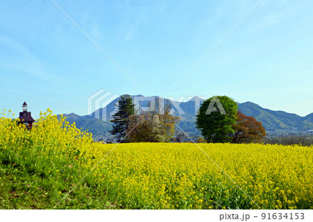 【長野県飯山市】いいやま菜の花まつり 菜の花公園 【長野県飯山市】いいやま菜の花まつり 菜の花公園 91634153