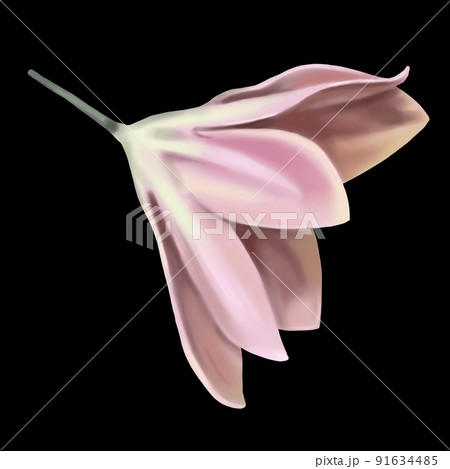 watercolor pink tropical flower. Isolated flower on a black background 91634485