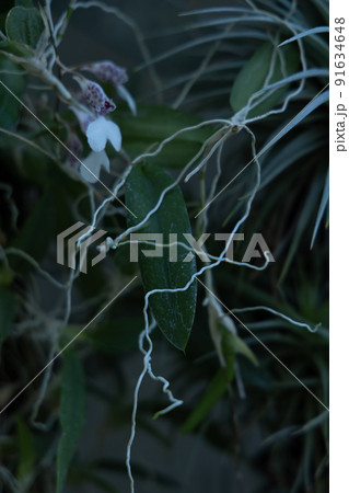 クラゲの触手のような繊細な根を伸ばす植物　都会の中の緑 91634648
