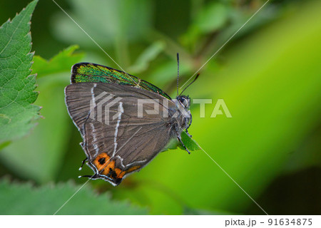 軽井沢や白馬の初夏の高原の森を彩る金緑色をした美しいチョウ、アイノミドリシジミ 91634875