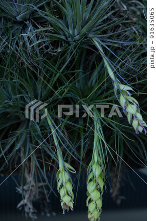 クラゲの触手のような繊細な葉と根を伸ばす植物　都会の中の緑 91635065