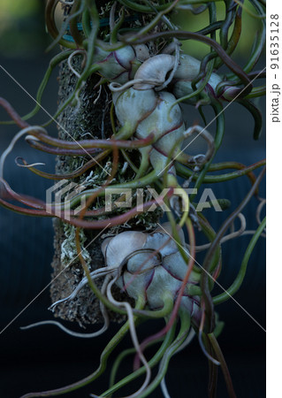 縦横無尽に葉と根を広げて成長していくエアプランツ ヒメキノエアナナス 都会の中の緑 縦横無尽に葉と根を広げて成長していくエアプランツ ヒメキノエアナナス 都会の中の緑 91635128