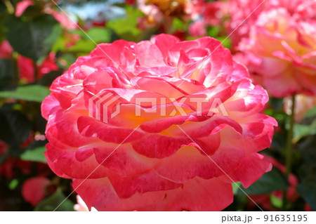 千葉県八千代市大和田新田 薔薇の名所京成バラ園のばらクローズアップ 千葉県八千代市大和田新田 薔薇の名所京成バラ園のばらクローズアップ 91635195