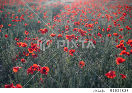 Red poppies close-up on an endless field with beautiful sunlight Red poppies close-up on an endless field with beautiful sunlight 91635383