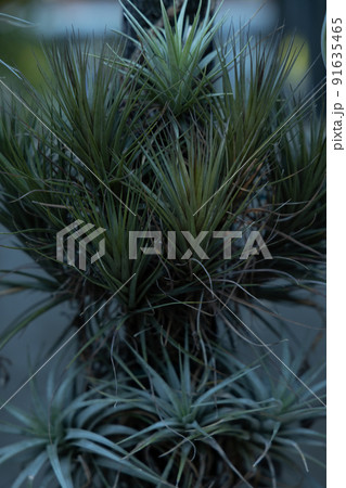 陸のイソギンチャク 部屋の中でも楽しめる植物 エアプランツ 都会の中の緑 陸のイソギンチャク 部屋の中でも楽しめる植物 エアプランツ 都会の中の緑 91635465