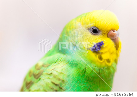 セキセイインコの横顔のアップの写真素材 [91635564] - PIXTA